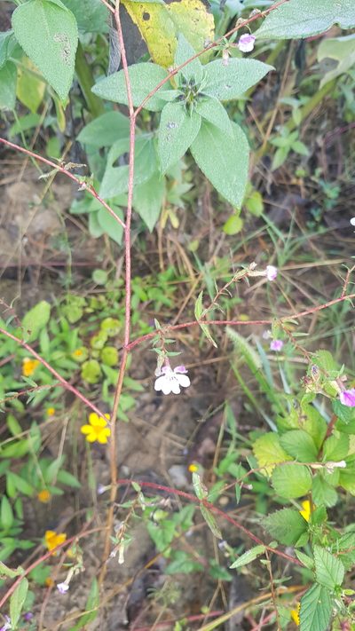 Cuphea lutea, photographed by Eugenio Padilla