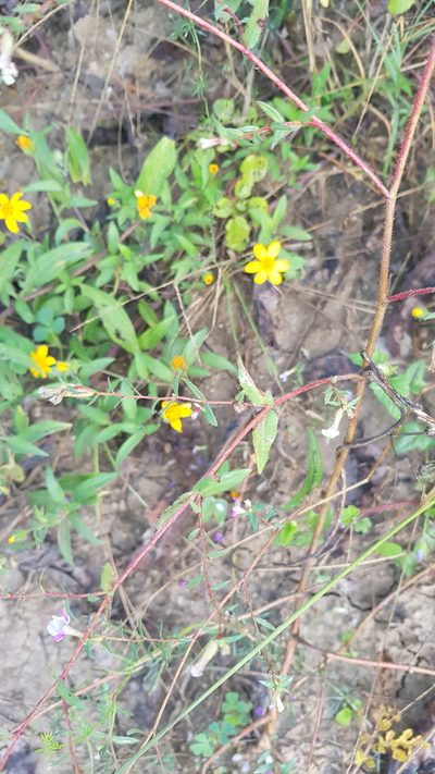 Cuphea lutea, photographed by Eugenio Padilla