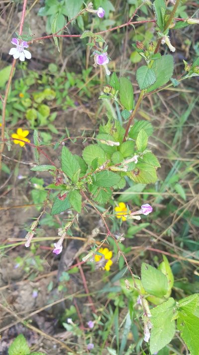 Cuphea lutea, photographed by Eugenio Padilla