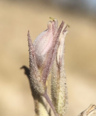 Chloropyron tecopense, photographed by Matt Berger