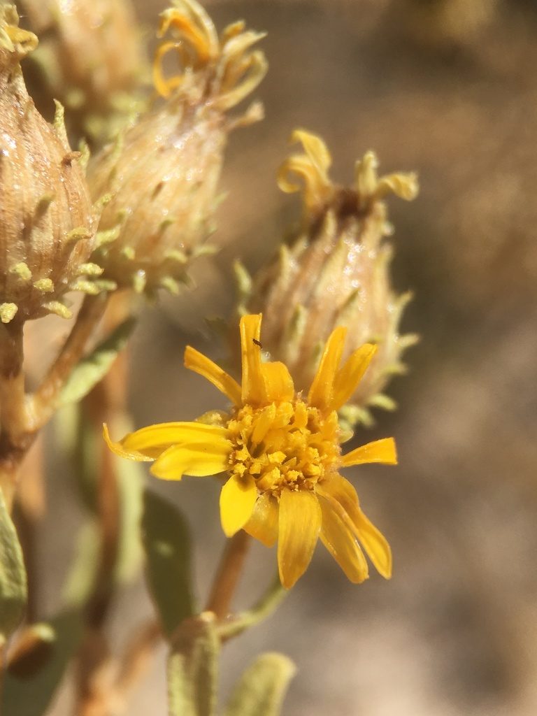 Grindelia fraxinipratensis, photographed by Matt Berger