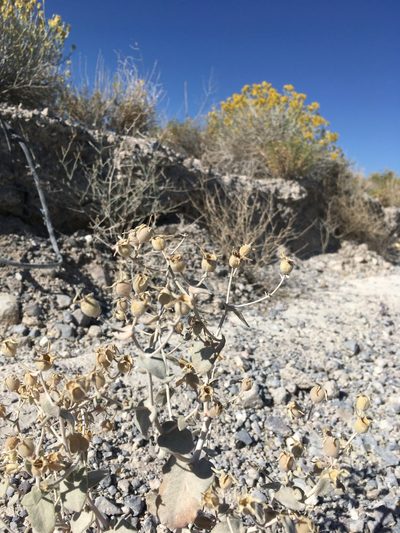 Mentzelia leucophylla, photographed by Matt Berger