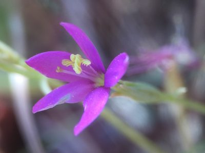 Zeltnera namatophila, photographed by Matt Berger