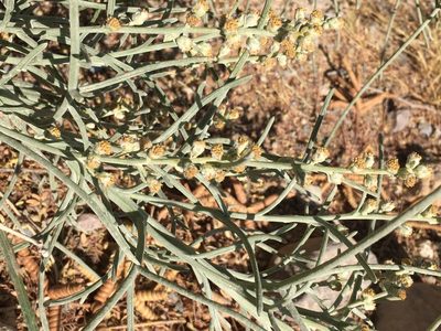 Euphrosyne acerosa, photographed by Matt Berger