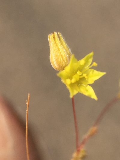 Eriogonum contiguum, photographed by Matt Berger