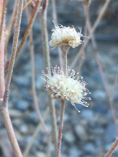 Eriogonum mensicola, photographed by Matt Berger