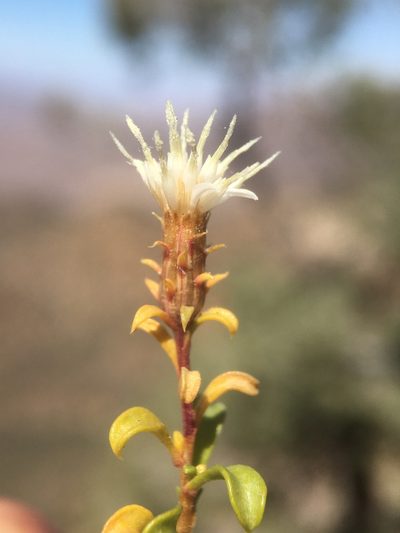 Ericameria gilmanii, photographed by Matt Berger