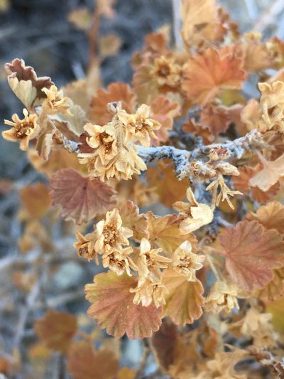 Physocarpus alternans, photographed by Matt Berger