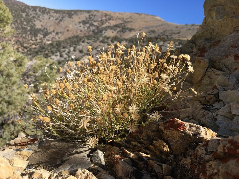 Perityle villosa, photographed by Matt Berger