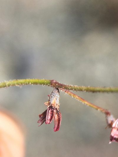 Eriogonum eremicola, photographed by Matt Berger