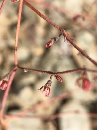 Eriogonum eremicola, photographed by Matt Berger
