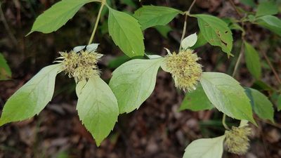 Pycnanthemum loomisii, photographed by Alan Rockefeller