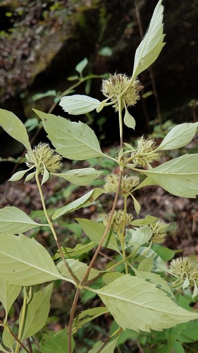 Pycnanthemum loomisii, photographed by Alan Rockefeller