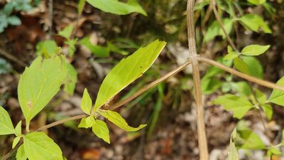 Pycnanthemum loomisii, photographed by Alan Rockefeller