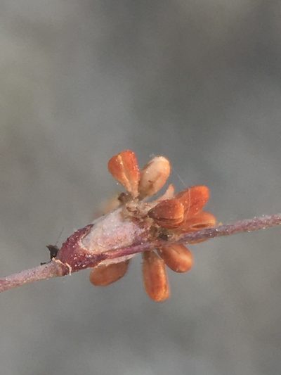 Eriogonum baileyi, photographed by Matt Berger