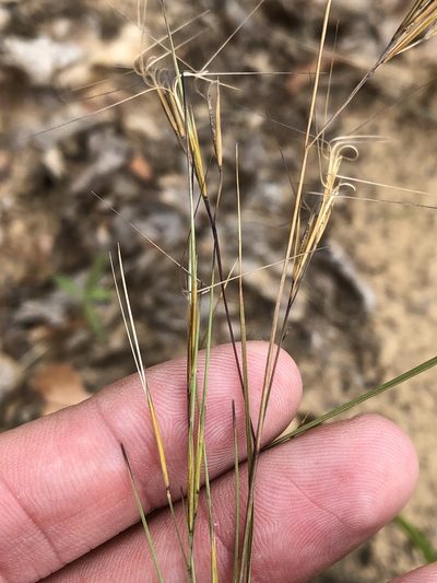 Aristida lanosa, photographed by Sam Kieschnick