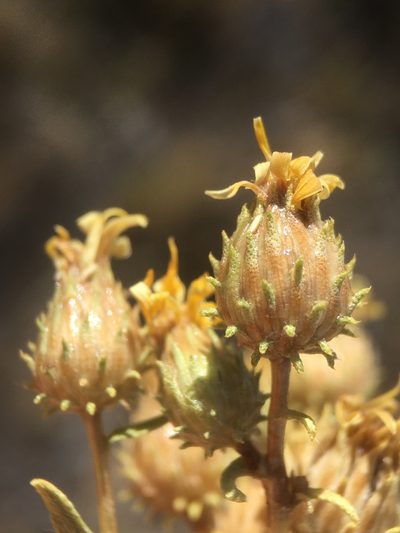 Grindelia fraxinipratensis, photographed by Matt Berger
