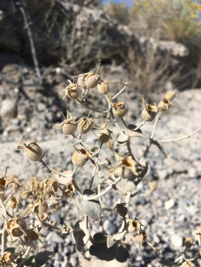 Mentzelia leucophylla, photographed by Matt Berger