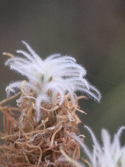 Fimbristylis thermalis, photographed by Matt Berger