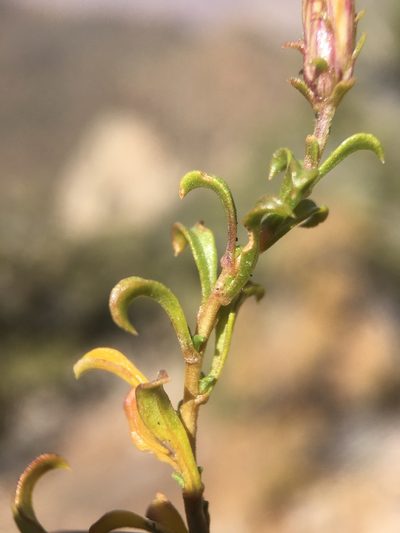 Ericameria gilmanii, photographed by Matt Berger