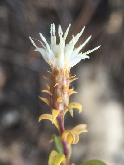 Ericameria gilmanii, photographed by Matt Berger