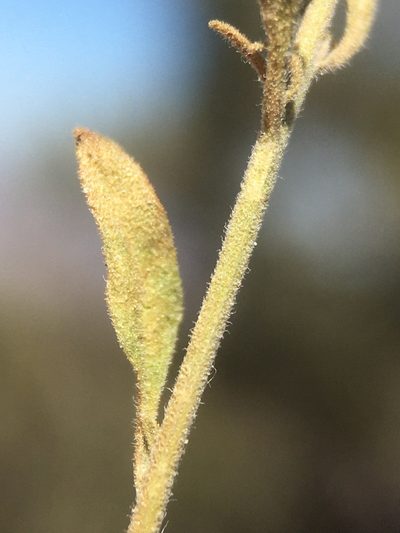 Perityle villosa, photographed by Matt Berger