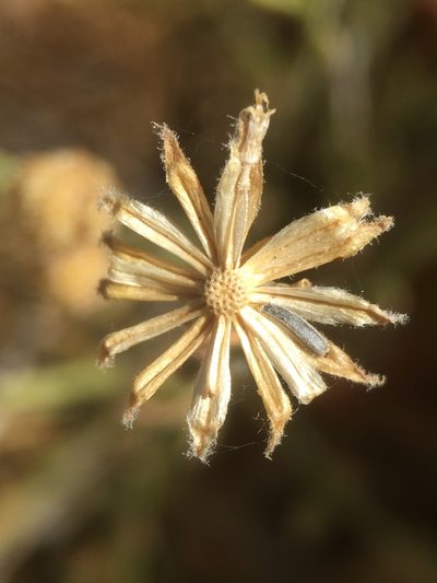 Perityle villosa, photographed by Matt Berger