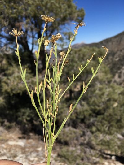 Perityle villosa, photographed by Matt Berger