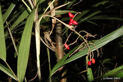 Dypsis thermarum, photographed by Romer N. Rabarijaona