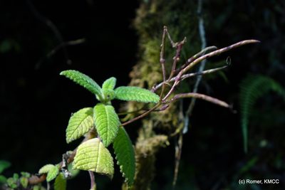 Streptocarpus hilsenbergii, photographed by Romer N. Rabarijaona
