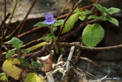 Streptocarpus hilsenbergii, photographed by Romer N. Rabarijaona