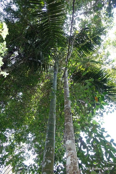 Chrysalidocarpus ifanadianae, photographed by Romer N. Rabarijaona