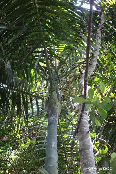 Chrysalidocarpus ifanadianae, photographed by Romer N. Rabarijaona