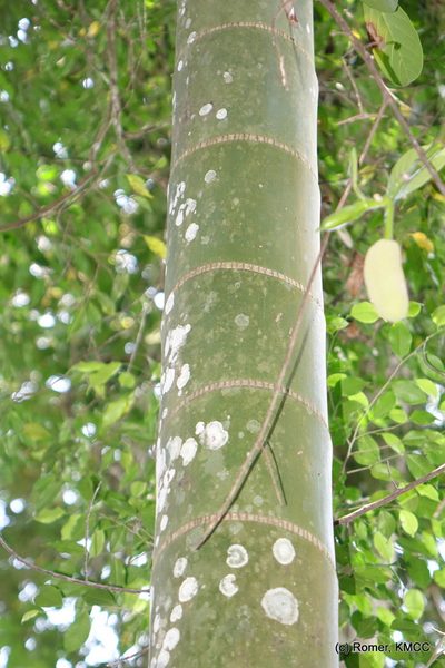 Chrysalidocarpus ifanadianae, photographed by Romer N. Rabarijaona