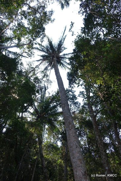 Beccariophoenix madagascariensis, photographed by Romer N. Rabarijaona