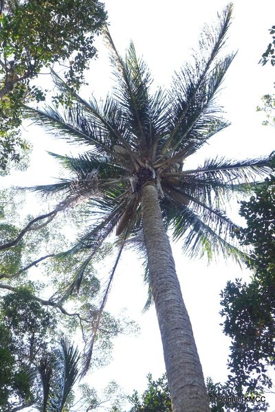 Beccariophoenix madagascariensis, photographed by Romer N. Rabarijaona
