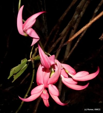Strongylodon madagascariensis, photographed by Romer N. Rabarijaona