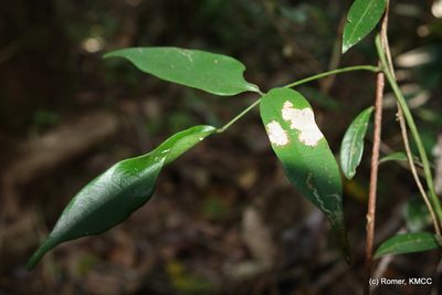 Strongylodon madagascariensis, photographed by Romer N. Rabarijaona