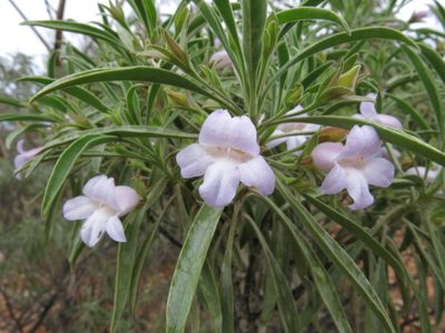 Eremophila freelingii, photographed by John Barkla
