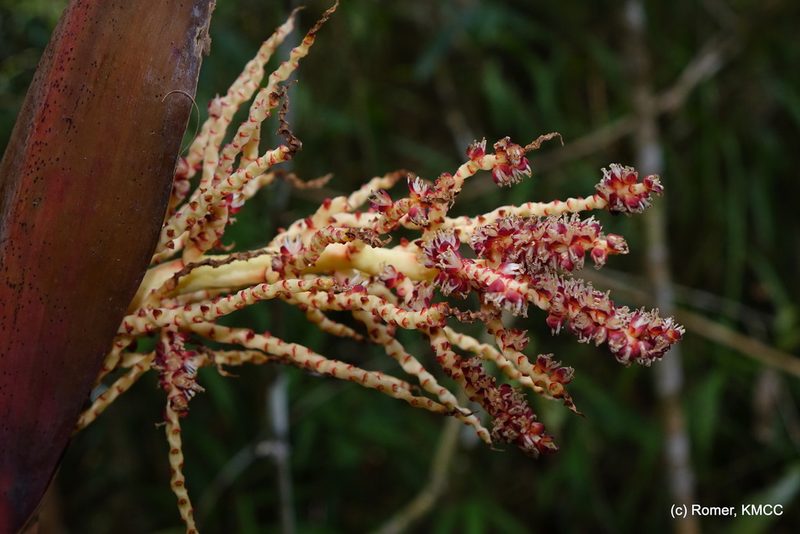 Chrysalidocarpus baronii, photographed by Romer N. Rabarijaona