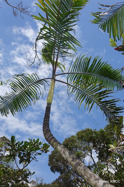 Chrysalidocarpus baronii, photographed by Romer N. Rabarijaona