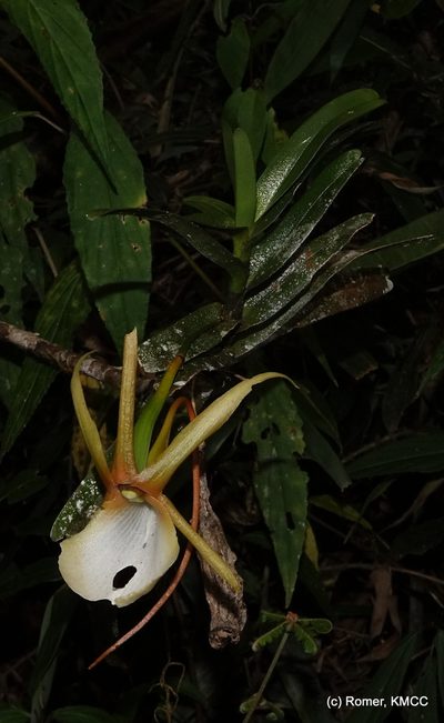 Angraecum viguieri, photographed by Romer N. Rabarijaona
