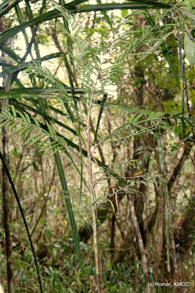 Dypsis concinna, photographed by Romer N. Rabarijaona