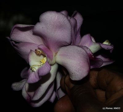 Eulophia roempleriana, photographed by Romer N. Rabarijaona