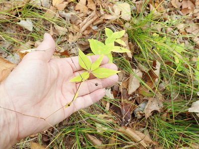 Trichogalium lanceolatum, photographed by Lynn Harper
