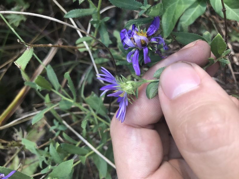 Symphyotrichum grandiflorum, photographed by Brandon Wheeler
