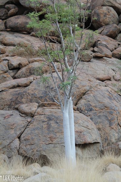 Moringa ovalifolia, photographed by lallen