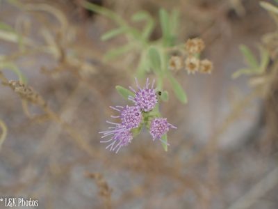 Litogyne gariepina, photographed by lallen