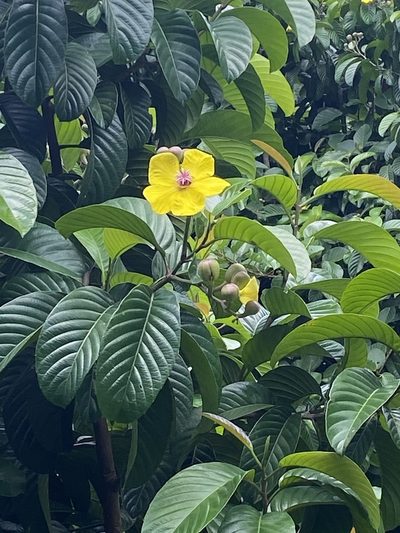 Dillenia excelsa, photographed by tlaloc27