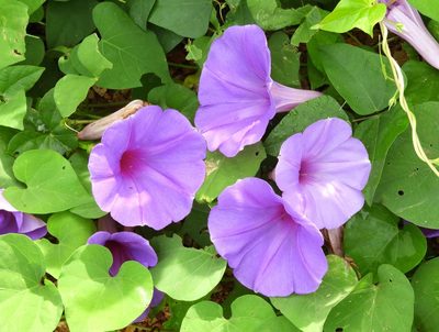 Ipomoea pedicellaris, photographed by Francisco Farriols Sarabia